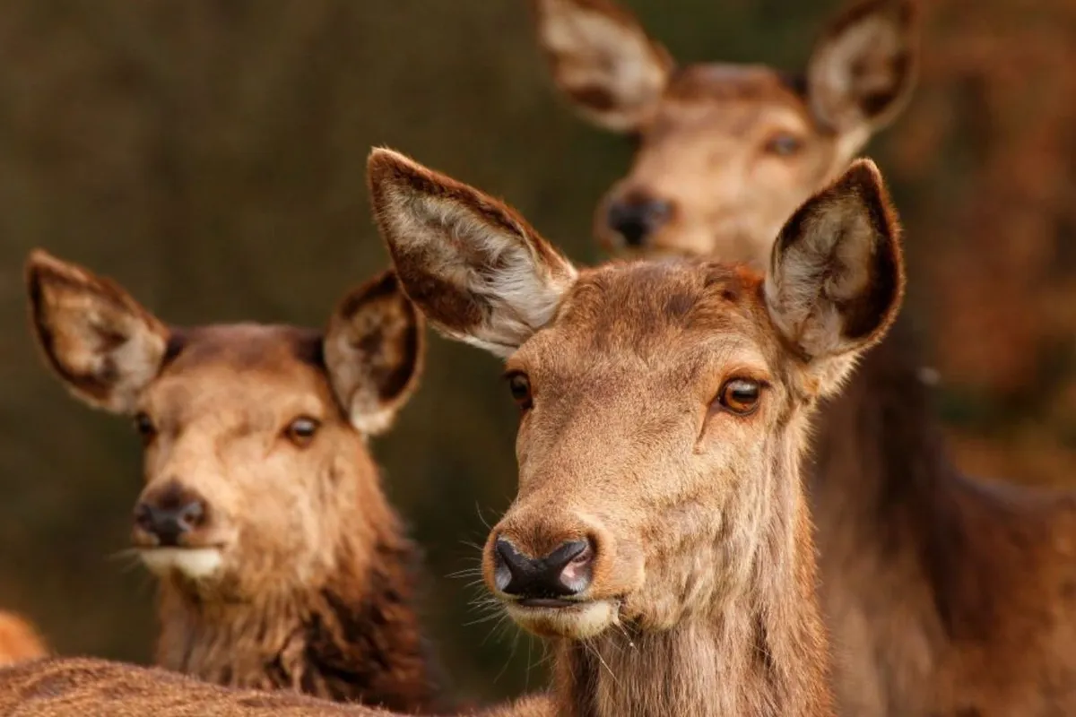 Jagdschule Wildwechsel