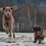 Jagdhunde-Weimaraner