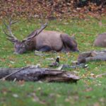 Jagdschule-Knullwald_83-1-1024x627-1