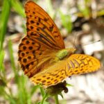 Schmetterling-Kaisermantel-Metzger