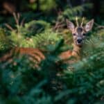 resized_beautiful-shot-cute-deer-forest-ee291423