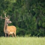 resized_proud-red-deer-stag-looking-away-green-summer-nature-232238e3