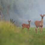 resized_roe-deer-buck-white-tailed-deer-stag-standing-field-with-green-grass-6e9925d6