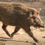 wildschwein2