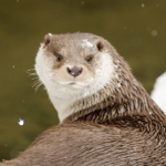 Otter_1