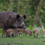 Wildschwein-1