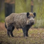 wild-boar-nature-habitat-dangerous-animal-forest-czech-republic-nature-sus-scrofa-3-768x732-1