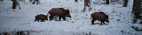 resized_header4_unterseite_jagdschule_spreewald